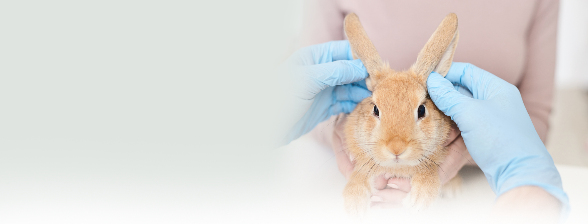 Vet with rabbit