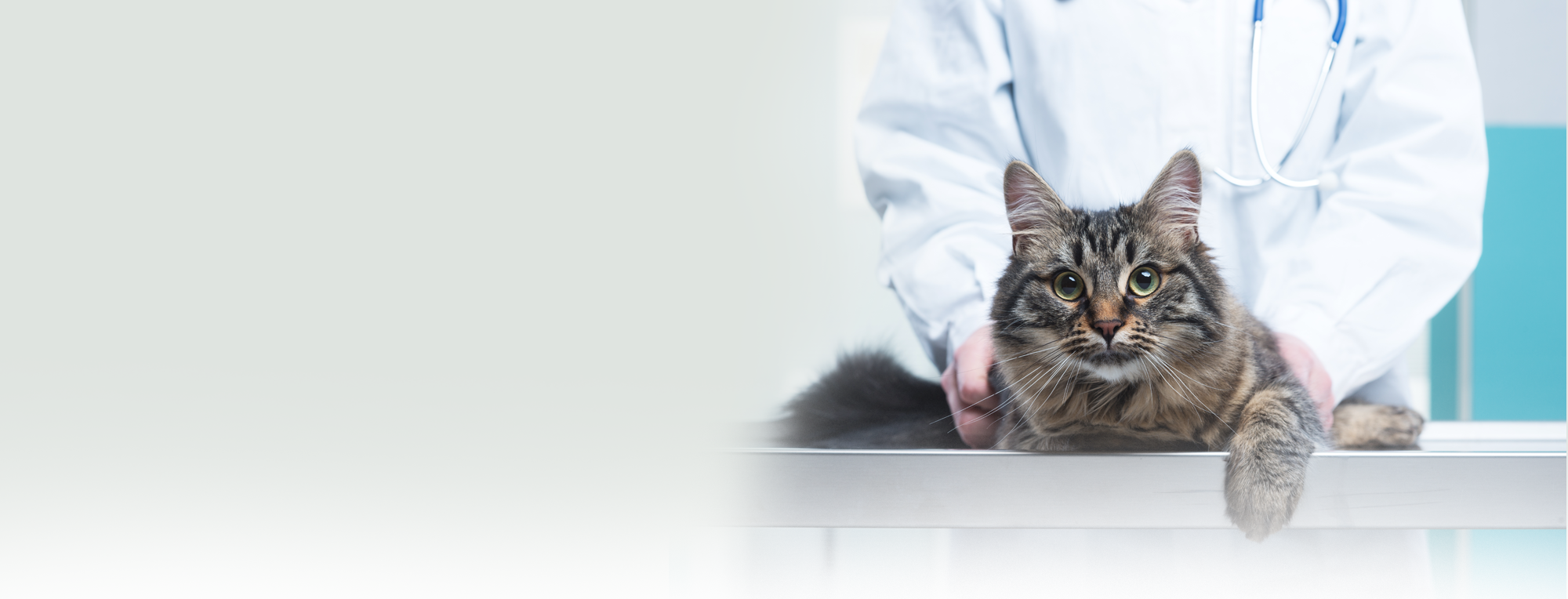 Vet with cat