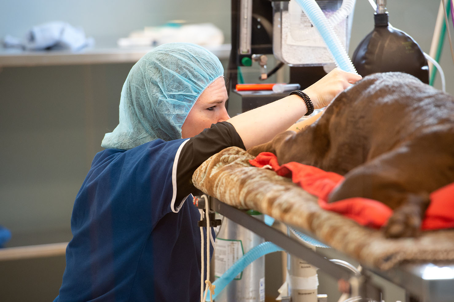 Veterinary Surgical Services | McKean, PA | McKean Veterinary Hospital