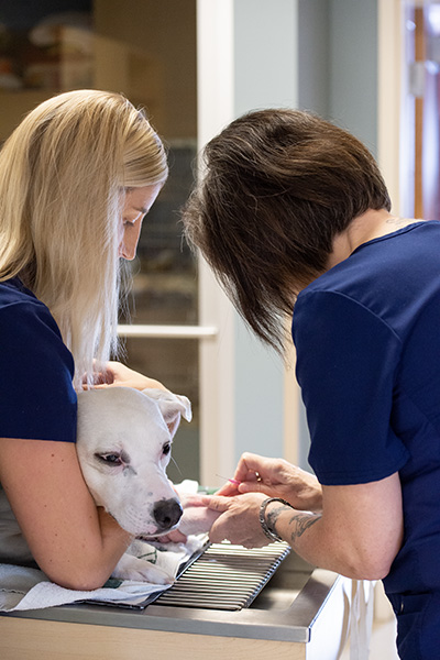 two female vets. One holding a white dogs head as the other finds a vein for an IV