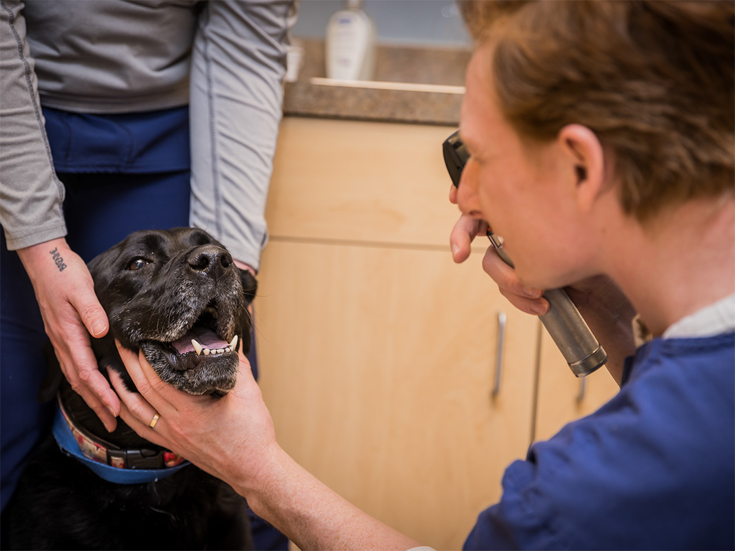 A black lab getting her eyes looked at