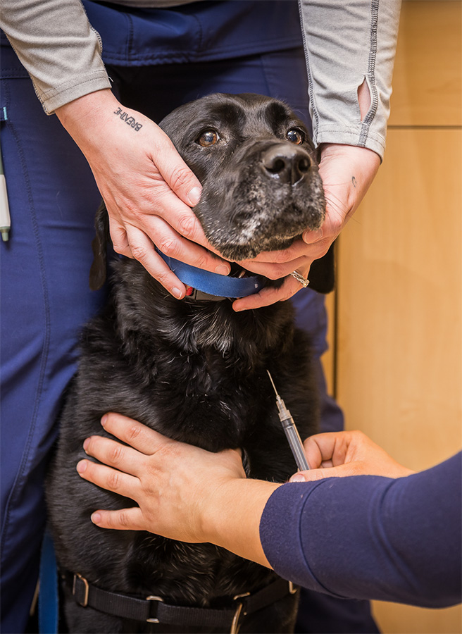 A black lab getting a shot
